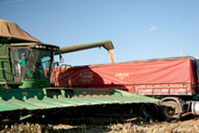 Safrinha do milho, no início de junho, movimenta colheitadeiras e bitrens 24 horas por dia para colher e transportar rapidamente os grãos